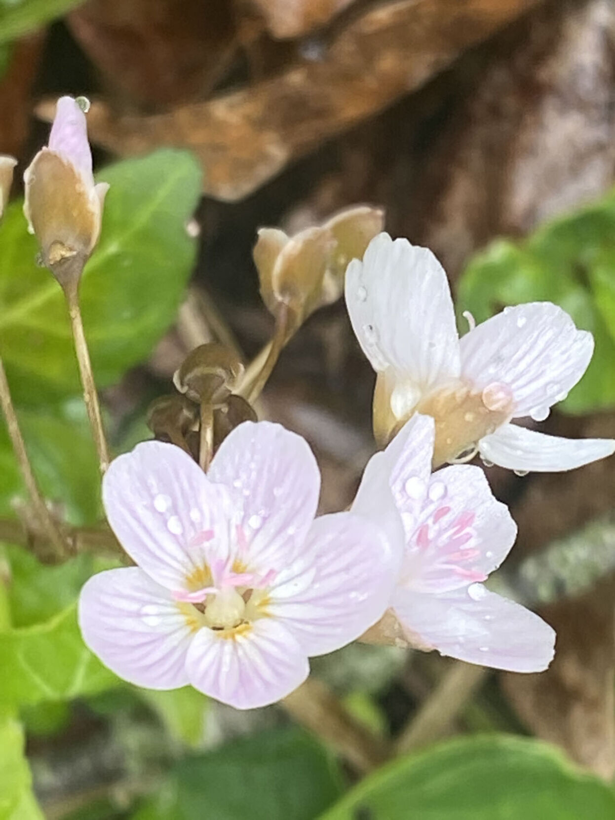 Spring Beauty showing sepal and flowerbud on April 13, 2022